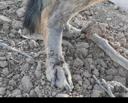 Image justificative de la cagnotte