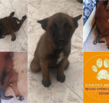 SOS POUR CE PETIT CHIOT