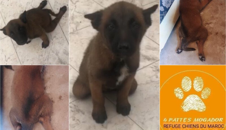SOS POUR CE PETIT CHIOT