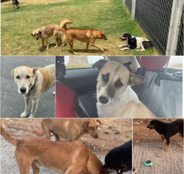 Pour faciliter les adoptions des chiens errants