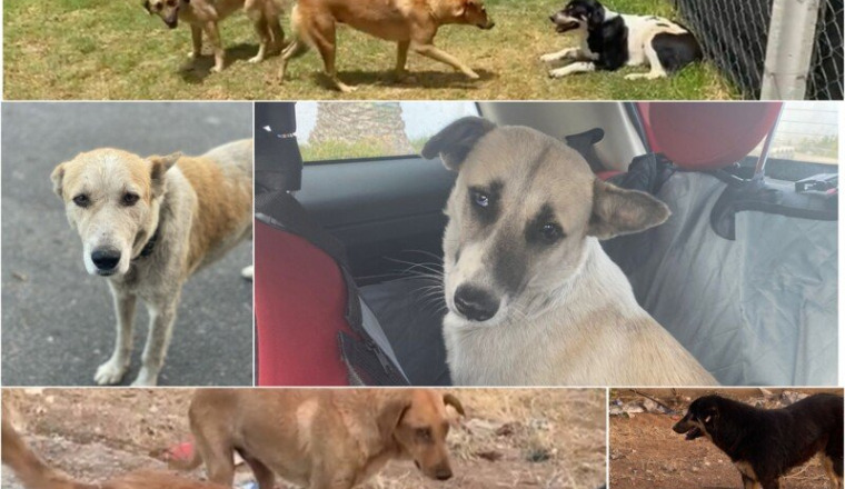 Pour faciliter les adoptions des chiens errants