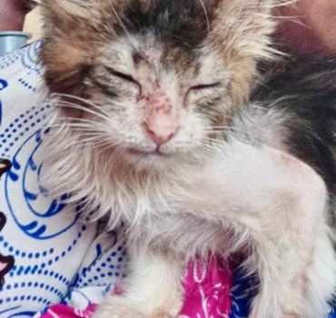 Urgence soins Chaton réunion