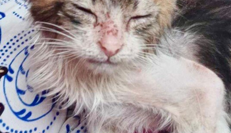 Urgence soins Chaton réunion