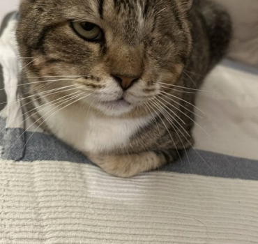 Oscar