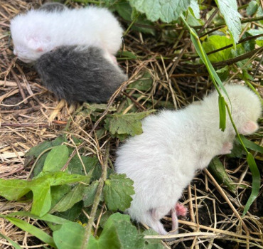 Stérilisation des chats errants