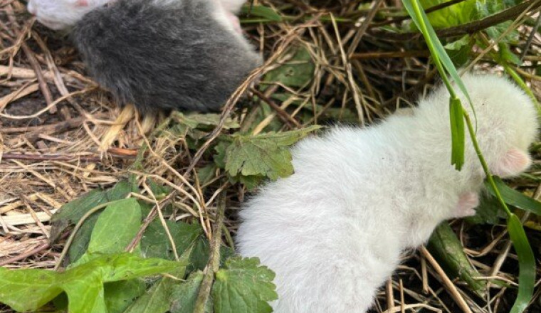Stérilisation des chats errants