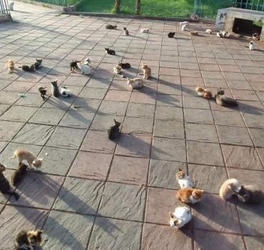 Aide pour la nourriture/soins des chats de hassan