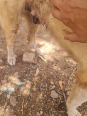 Image justificative de la cagnotte