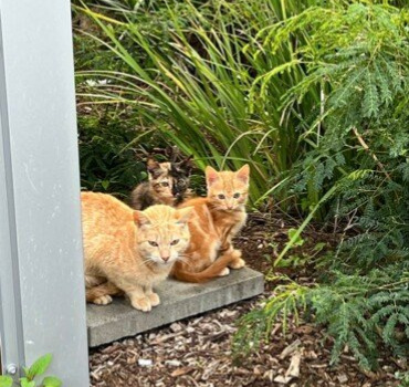 Solidarité pour les chats du campus santé