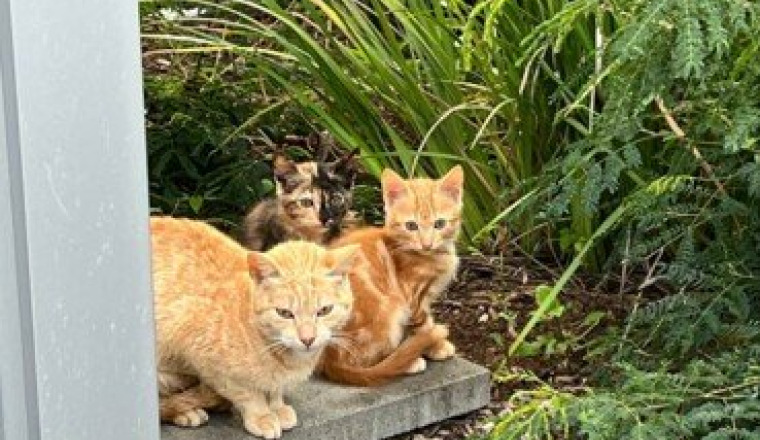 Solidarité pour les chats du campus santé
