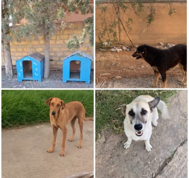 Sauvetage des 3 derniers chiens errants