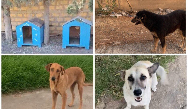 Sauvetage des 3 derniers chiens errants