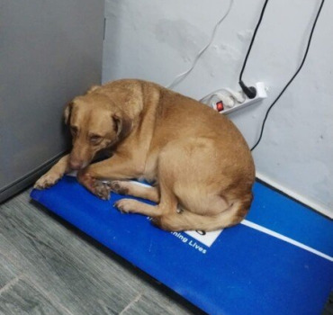 Nouveau refuge pour sauver les 200 chiens+80 chats