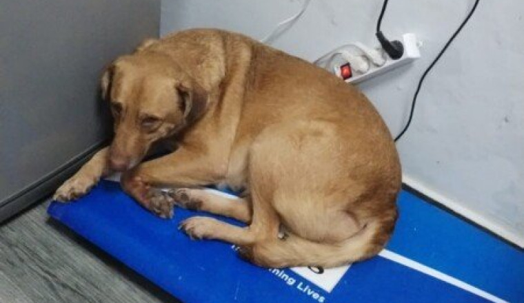 Nouveau refuge pour sauver les 200 chiens+80 chats