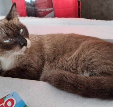 Stérilisation chatte errante