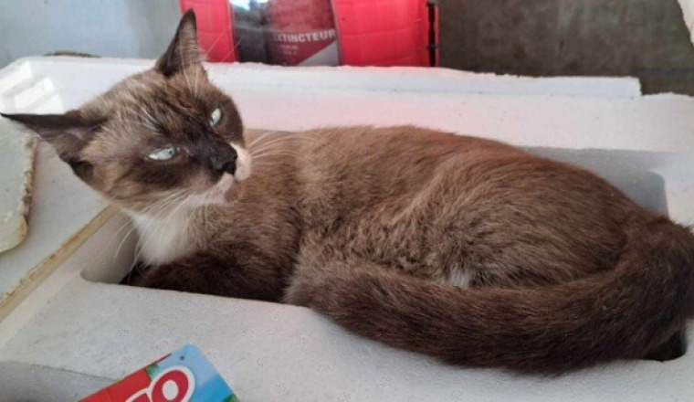 Stérilisation chatte errante