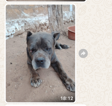 ADOPTION BRUTUS