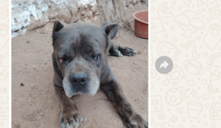 ADOPTION BRUTUS