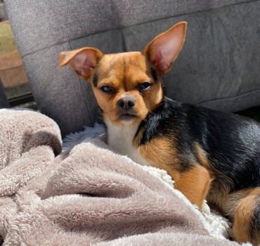 Aide pour notre chien qui a un problème au cœur
