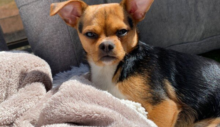 Aide pour notre chien qui a un problème au cœur