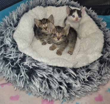 Jeune chatons