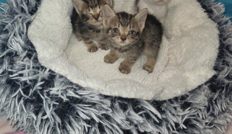 Jeune chatons