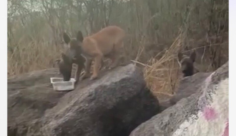 🆘🆘 LA RÉUNION: 3 CHIOTS EN RISQUE TORTURE🆘