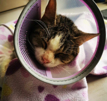 Appel à la solidarité pour pixie