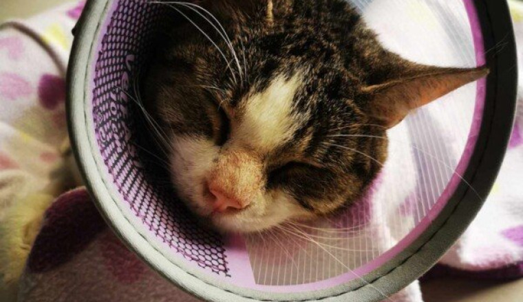 Appel à la solidarité pour pixie