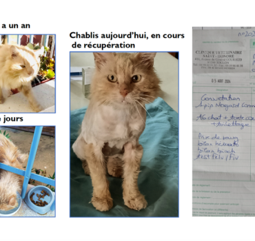 Aidons Chablis, le chat de la rue Duville