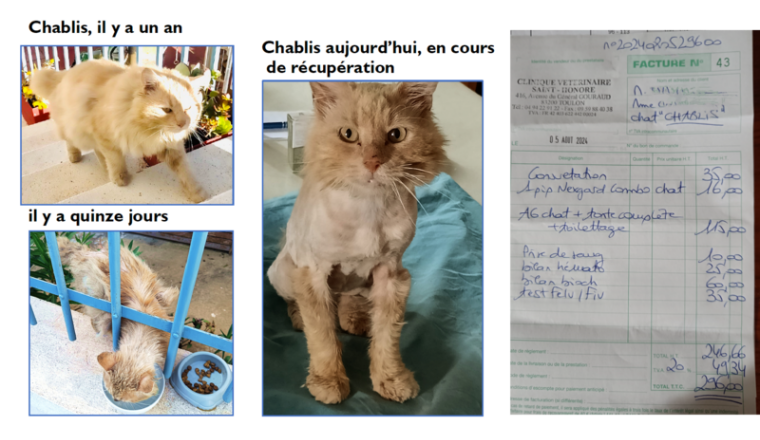 Aidons Chablis, le chat de la rue Duville