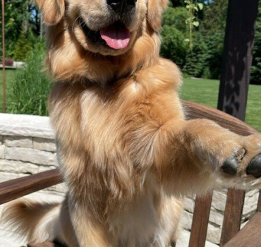 Opération pour mon chien