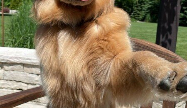 Opération pour mon chien
