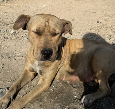 URGENCE 🆘 (nourriture / frais vétérinaire)