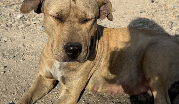 URGENCE 🆘 (nourriture / frais vétérinaire)