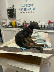 Image justificative de la cagnotte