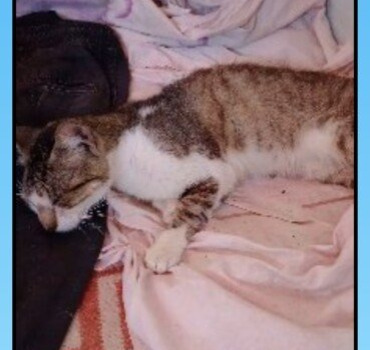 Pour la chatte qui a la PIF