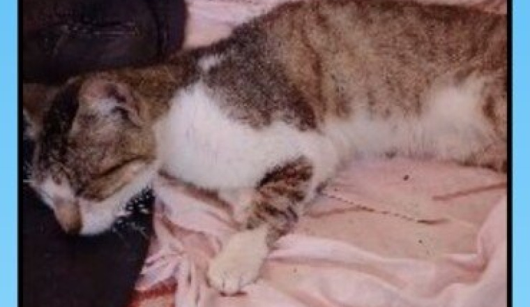 Pour la chatte qui a la PIF