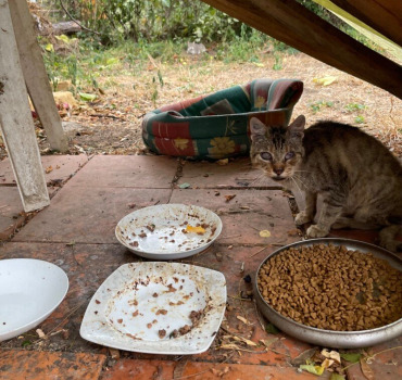 Aidez les chats de Michel à survivre 🐈