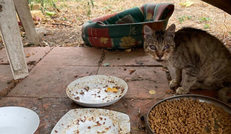 Aidez les chats de Michel à survivre 🐈