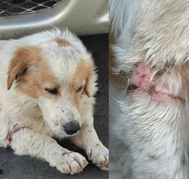 Aidons Snoopy chien aux pattes lacérées