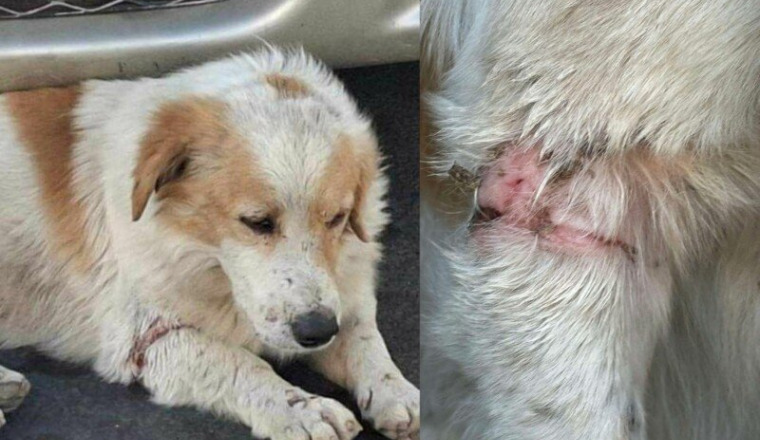 Aidons Snoopy chien aux pattes lacérées