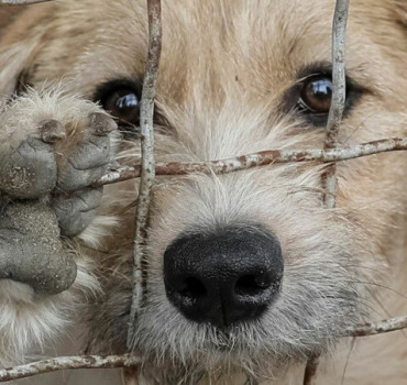 Création d’un refuge pour animaux
