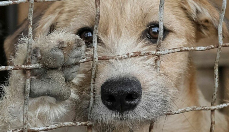 Création d’un refuge pour animaux