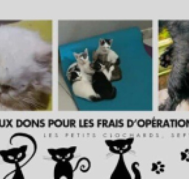 Appel aux Dons pour les frais véto & chasse-puce