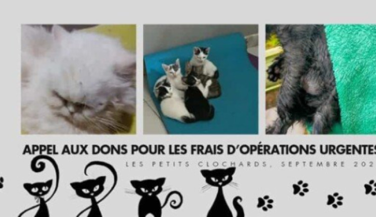 Appel aux Dons pour les frais véto & chasse-puce