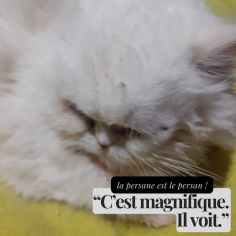 Image justificative de la cagnotte