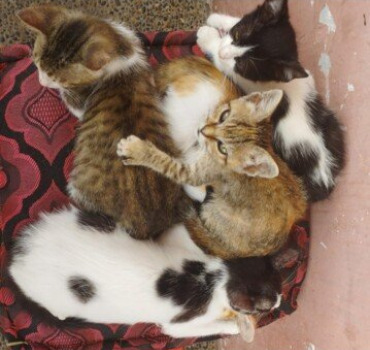 SALMA et ses Chats 🐱 🙏🥺🐈‍⬛💙🐈