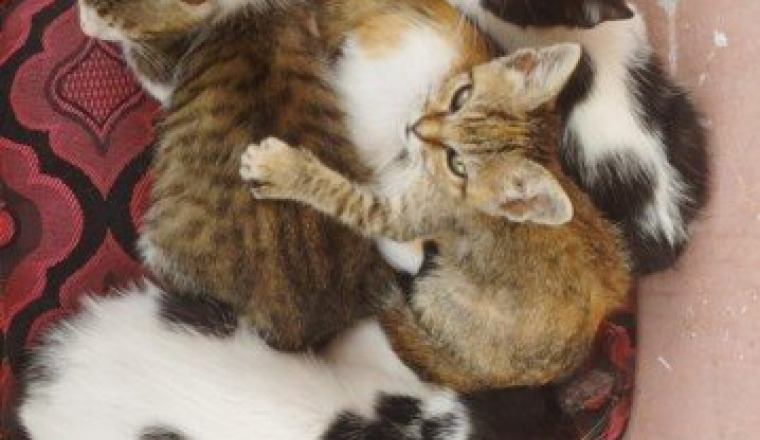 SALMA et ses Chats 🐱 🙏🥺🐈‍⬛💙🐈
