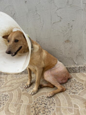 Image justificative de la cagnotte